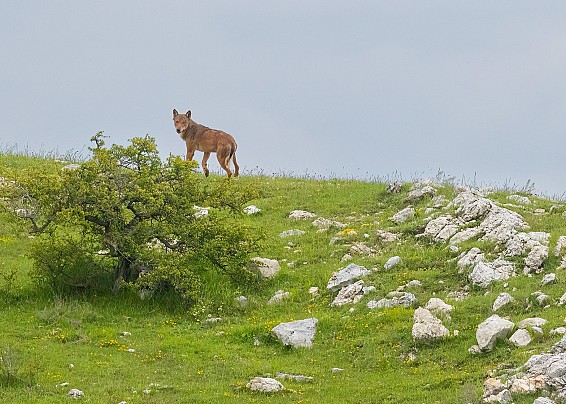 LUPI SUI MONTI PRENESTINI, INIZIAMO A MONITORARLI