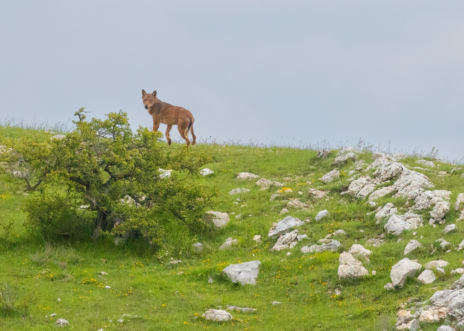 LUPI SUI MONTI PRENESTINI, INIZIAMO A MONITORARLI