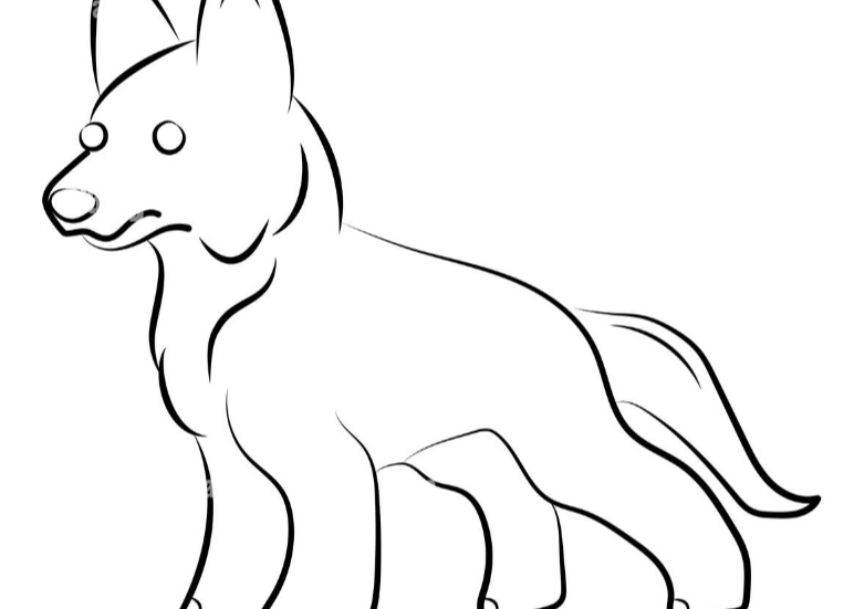 ADOZIONE CANE