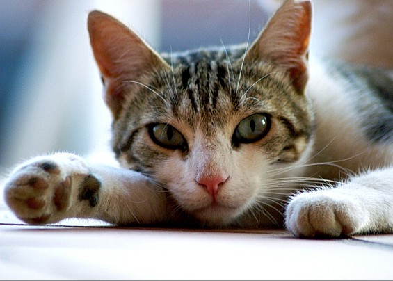 02/08/2023 Benessere animale, al via la nuova campagna di sensibilizzazione