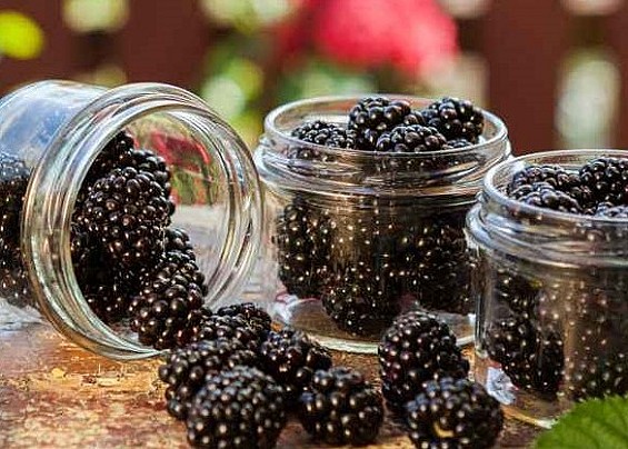 Sagra delle More 2023