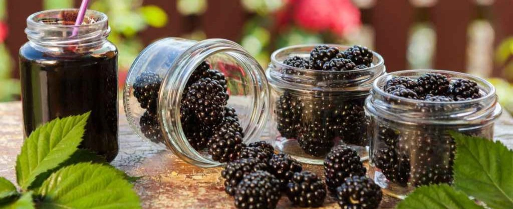 Sagra delle More 2023