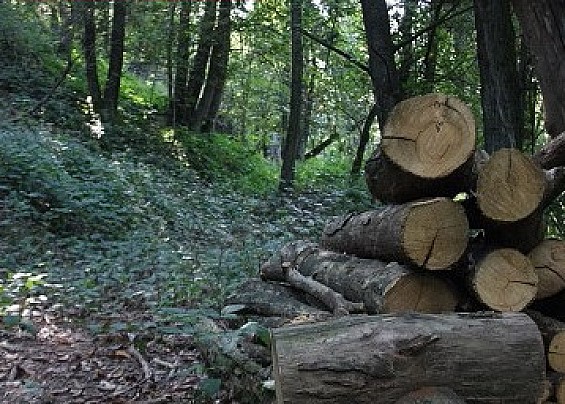 Avviso d'asta vendita bosco Arco Del Melone e San Francesco