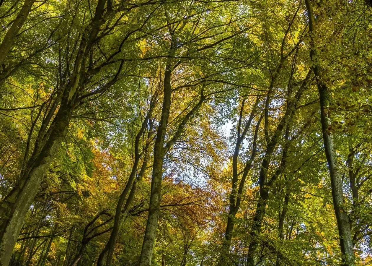 15/12/2023 Alberi linfa della città 2023