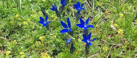 FESTA DELLA DONNA DELLA MAMMA E DEL PAPA'