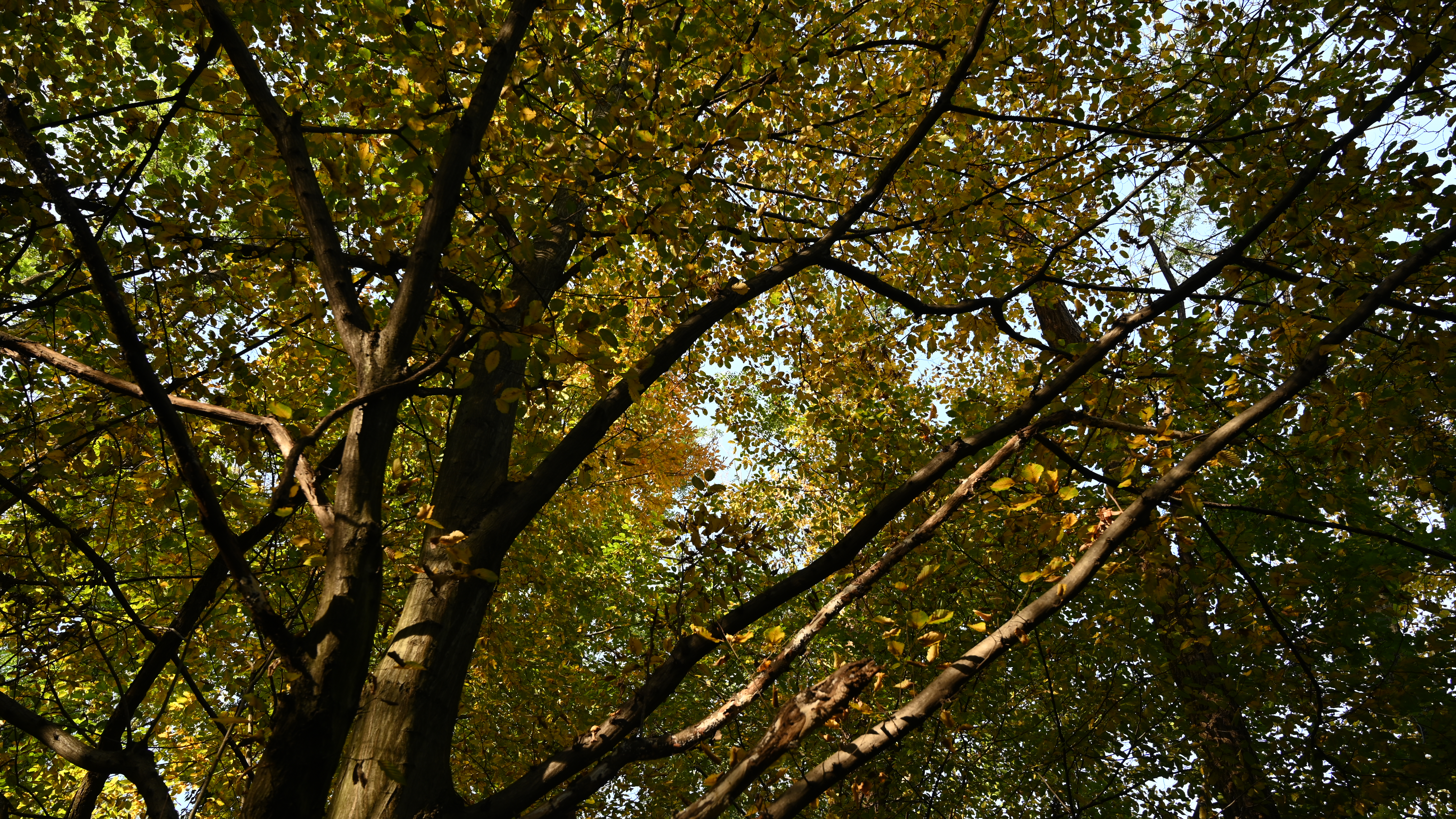 Casatenovo_dintorni (15)