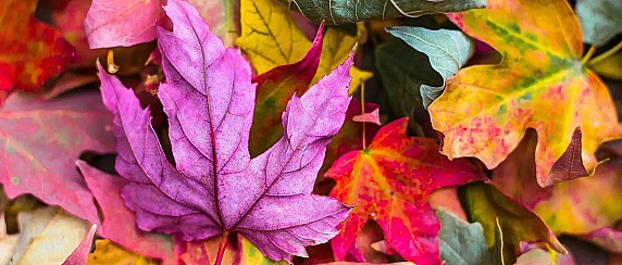 Festa d'Autunno