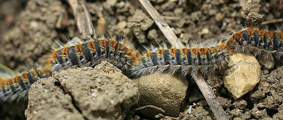 Processionaria del Pino