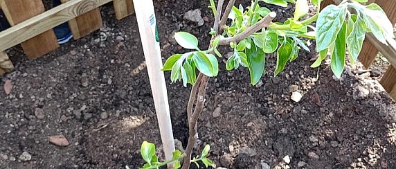 Coltivare tempi di pace