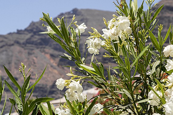 bellissimi-fiori-esotici-bianchi-con-sfondo-sfocato