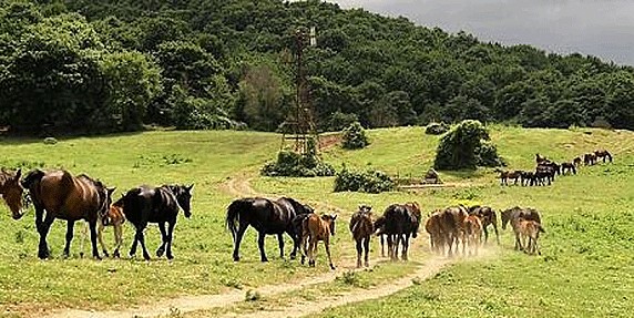 Fontanile-monte-sarapollo