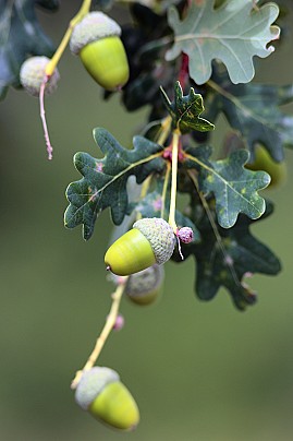 primo-piano-della-ghianda-nel-bosco-estate