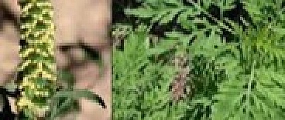 image_thumb