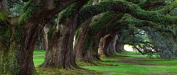 Formazioni vegetali monumentali