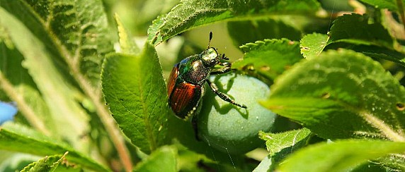 Invasione della "Popillia japonica" o scarabeo giapponese
