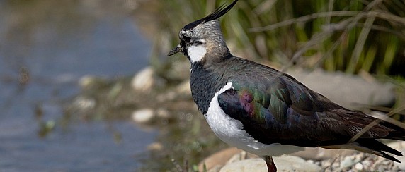 Parco del Serio: concorso fotografico e video 2025