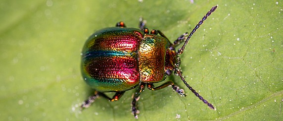 Invasione della "Popillia japonica" o scarabeo giapponese