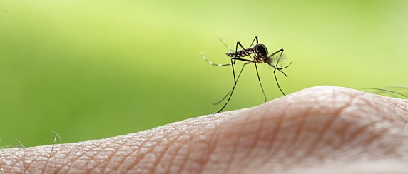 Trattamenti di disinfestazione  antilarvale