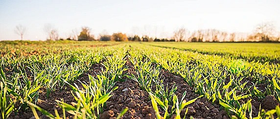 Commissione consultiva in materia di agricoltura.