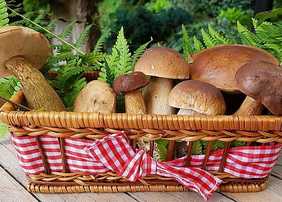 Prevenzione delle intossicazioni da funghi