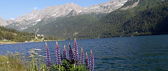 image_thumb