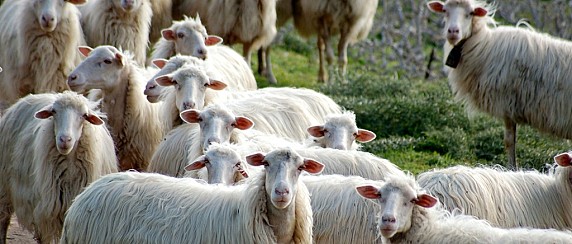 In liquidazione 250.000 euro di indennizzi alle aziende agricole di Ozieri per l’emergenza idrica 2024.