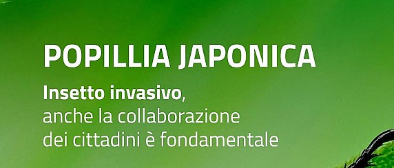 Informazioni relative al coleottero Popillia Japonica