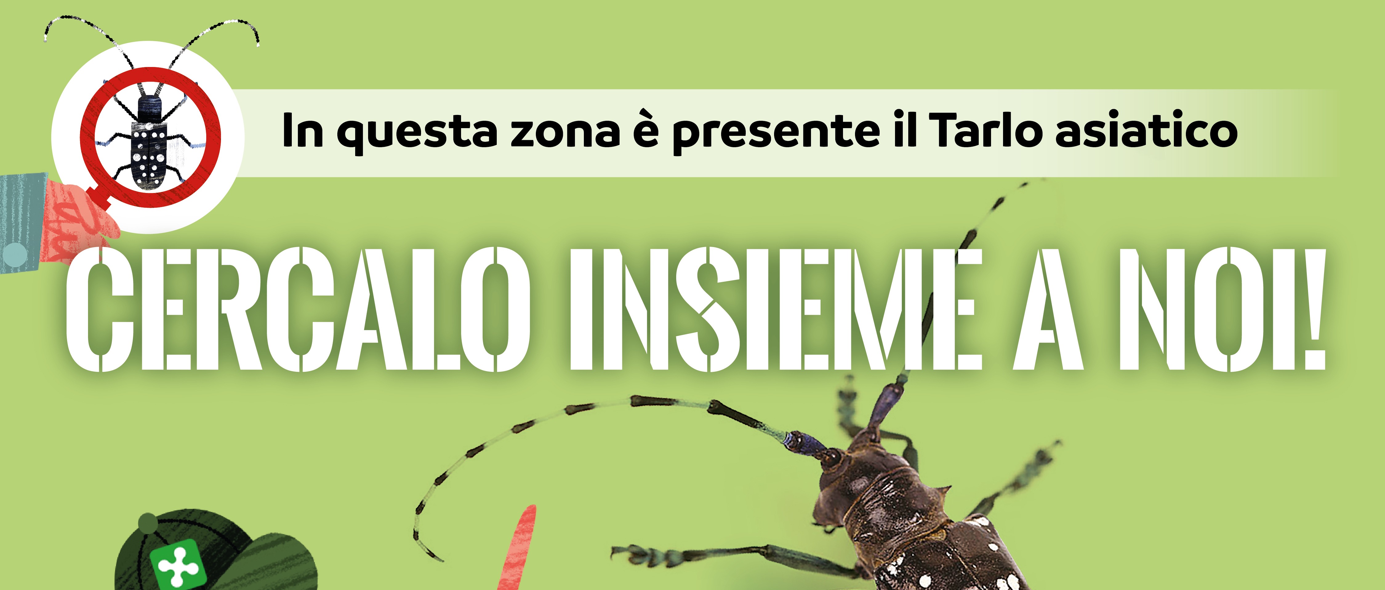 Tarlo asiatico del fusto: azione di prevenzione ed eradicazione per salvaguardare la biodiversità e il patrimonio verde del territorio.