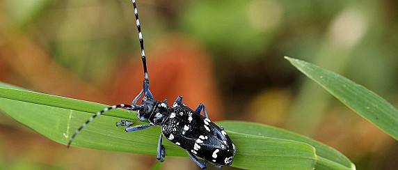 Tarlo asiatico del fusto (Anoplophora glabripennis) - 2025