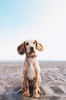 Adotta un cane