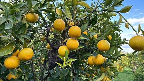 Arancia_Bionda_Trebisacce_1
