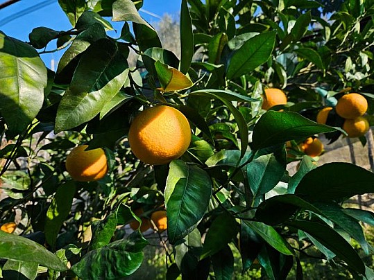 Arancia-bionda-sorrentina