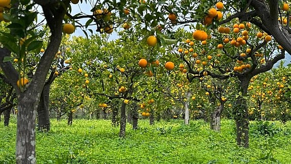 Arancia-bionda-tardiva-di-Trebisacce-960x540