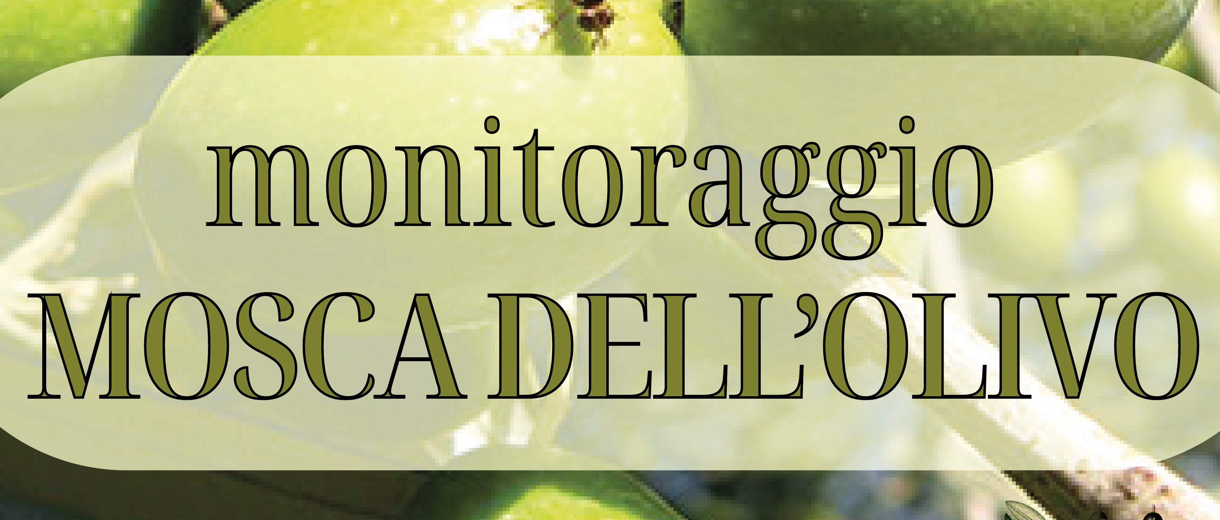 Immagine principale