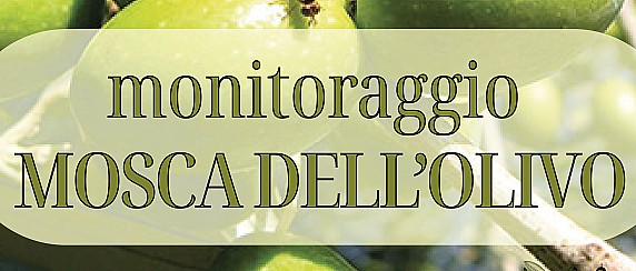 Monitoraggio mosca dell'olivo.