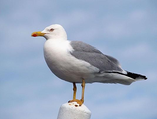 il-gabbiano-reale-Larus-michahellis