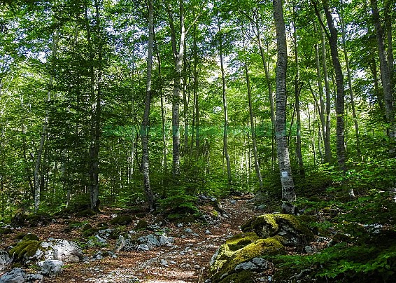 Immagine non trovata