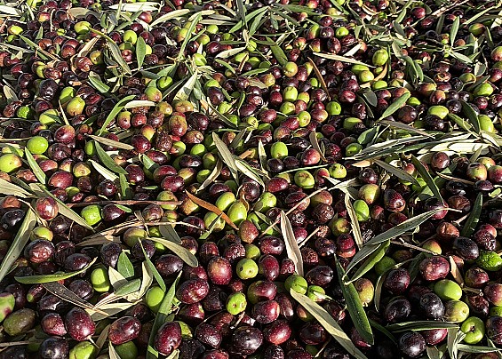 Immagine non trovata