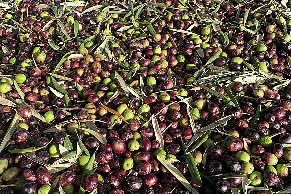 1615901717441_olivicoltura_innovazione_siena_food_lab