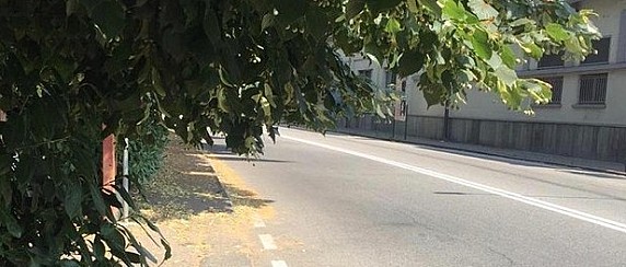 Taglio siepi entro il 14 agosto 2025