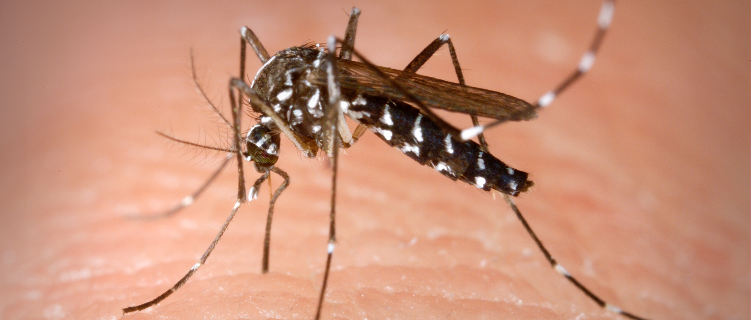 PROVVEDIMENTI PER LA PREVENZIONE ED IL CONTROLLO DELLA ZANZARA TIGRE (AEDES ALBOPICTUS) E CONSEGNA COMPRESSE LARVICIDE