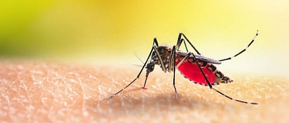 Prevenzione, sorveglianza ed interventi in risposta alla circolazione delle arbovirosi