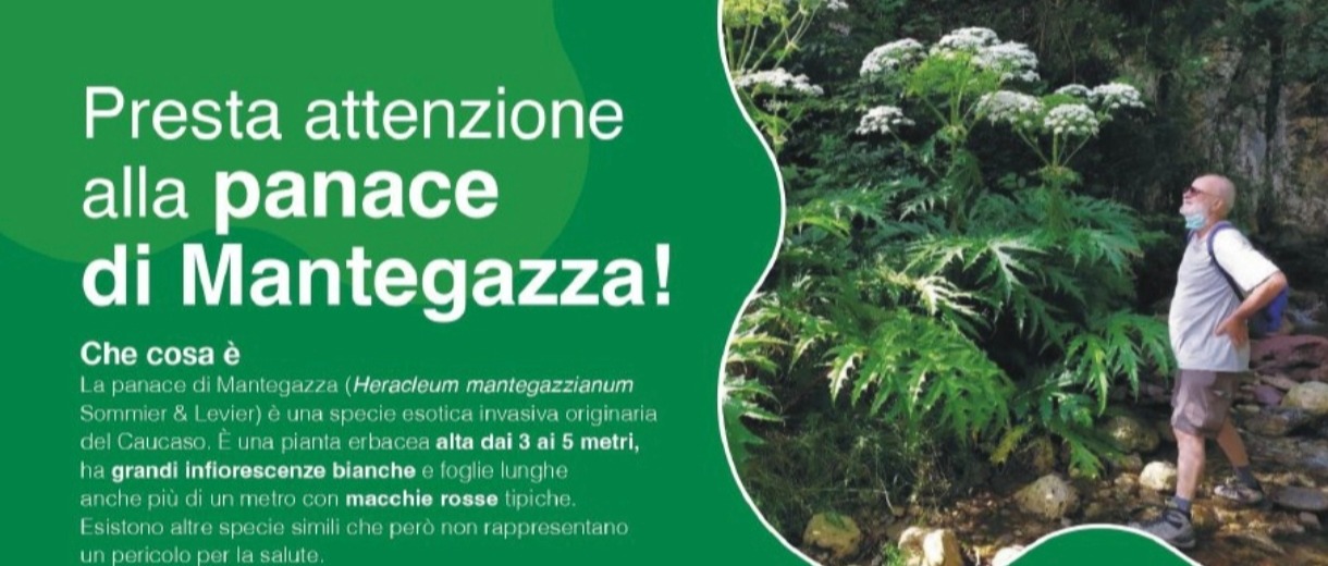 Immagine principale