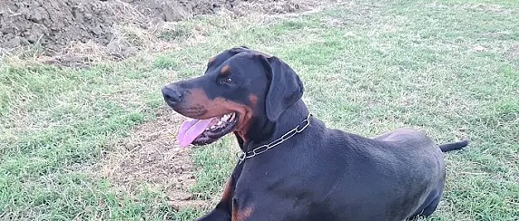31/07/2025 Il Parco Cani si sposta e si rinnova: pronto entro metà agosto il nuovo spazio in via della costituzione