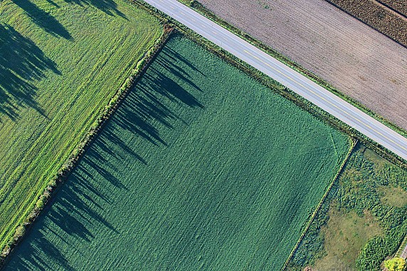 AVVISO ALLA CITTADINANZA - DISINFESTAZIONE STRAORDINARIA INSETTI ALATI