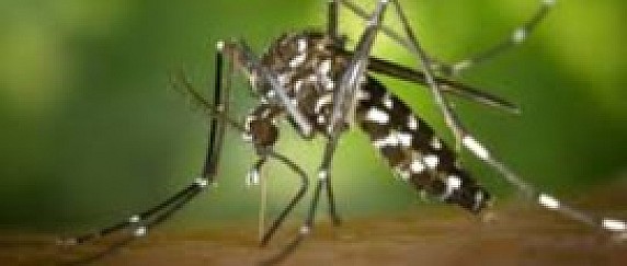 Arbovirosi trasmessa dal vettore Aedes aegypti , la Zanzara che trasmette il virus Dengue