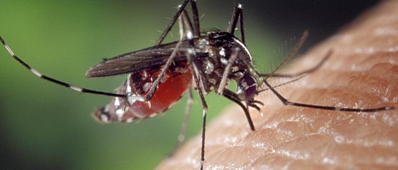 Trasmissione di ARBOVIROSI