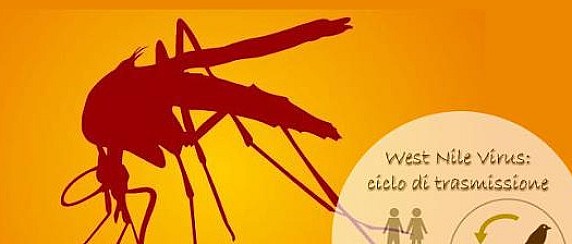 Malattie trasmesse dalle zanzare: West Nile Virus e altre arbovirosi