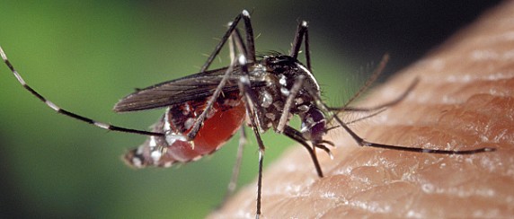 ARBOVIROSI: Prevenzione, sorveglianza ed interventi in risposta alla circolazione delle arbovirosi trasmesse da Aedes spp. – stagione vettoriale 2025