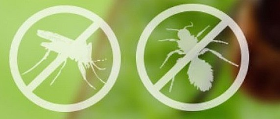 Avviso disinfestazione contro insetti alati